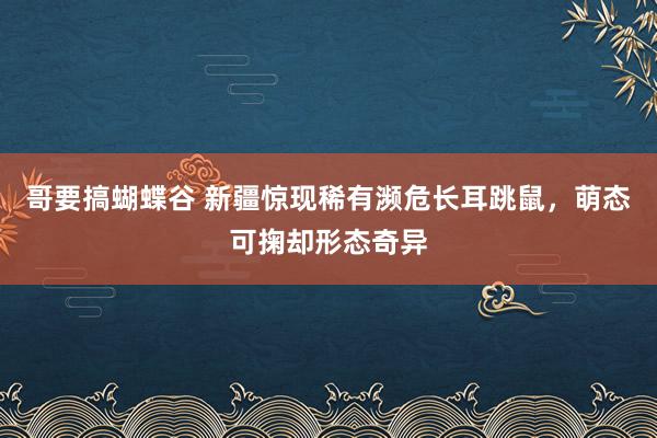 哥要搞蝴蝶谷 新疆惊现稀有濒危长耳跳鼠，萌态可掬却形态奇异